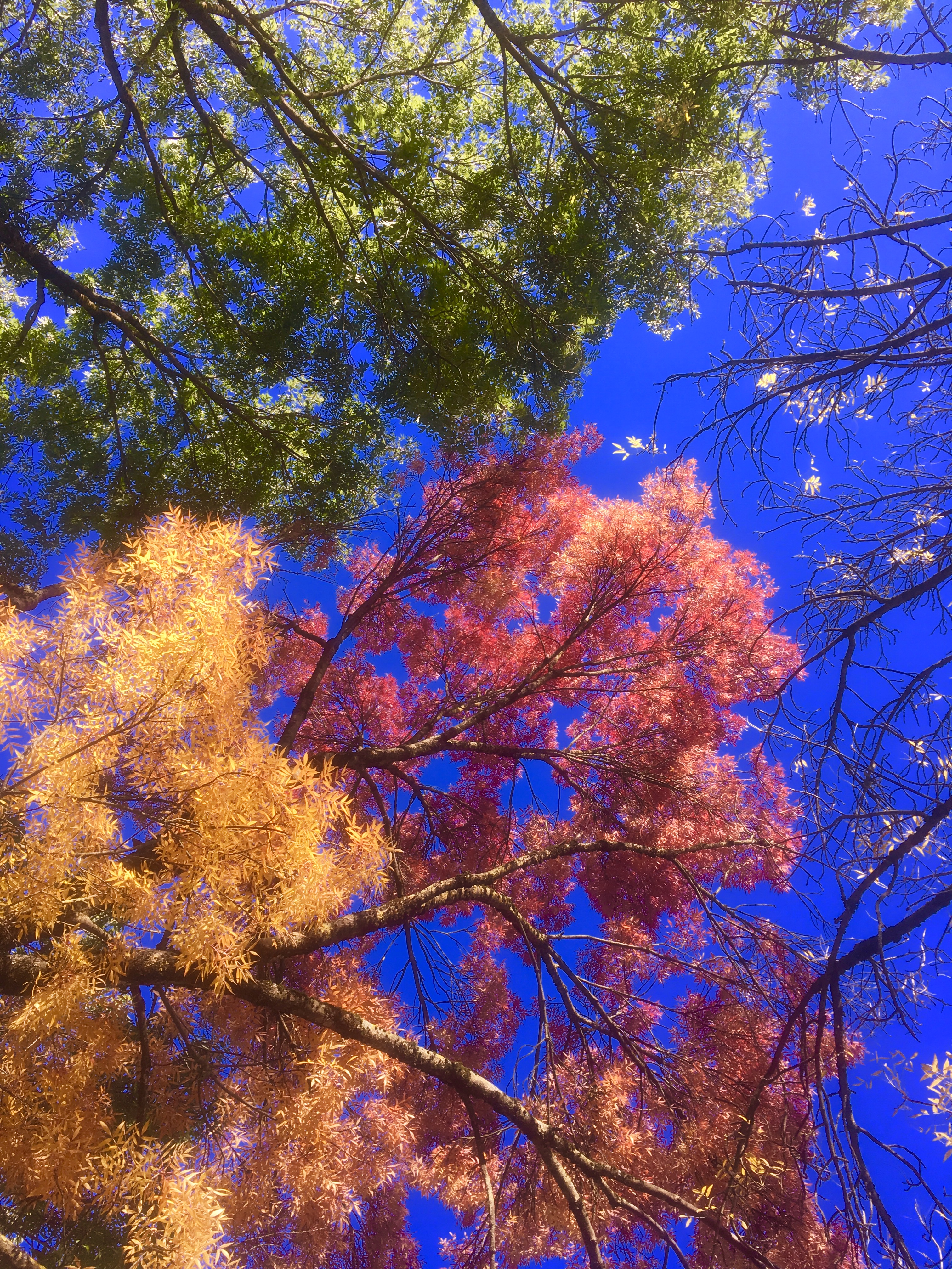 The Pretty Life — Pretty Autumn Twigs As Apple Sticks